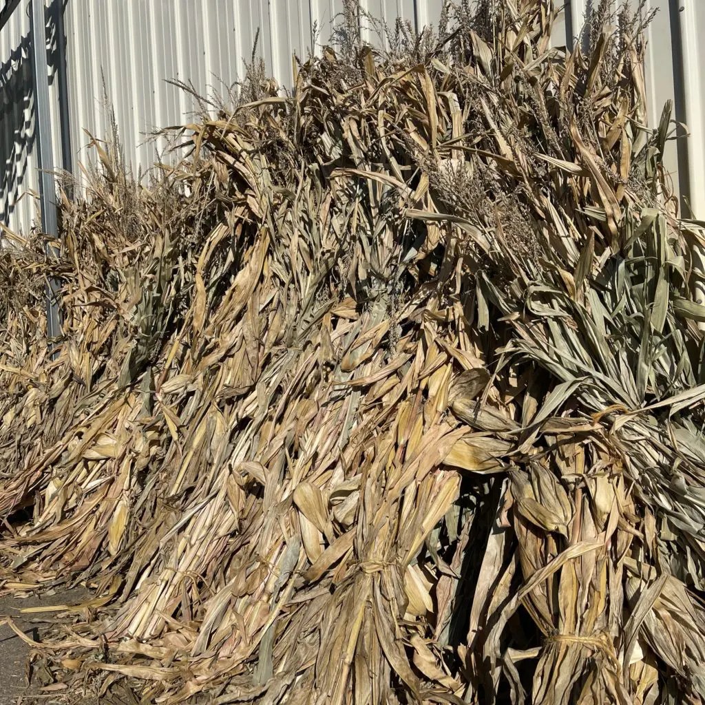 CORN SHOCKS Pahl's Market Apple Valley, MN