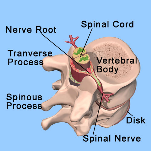 Facet Joints Disorders Pain Prevent
