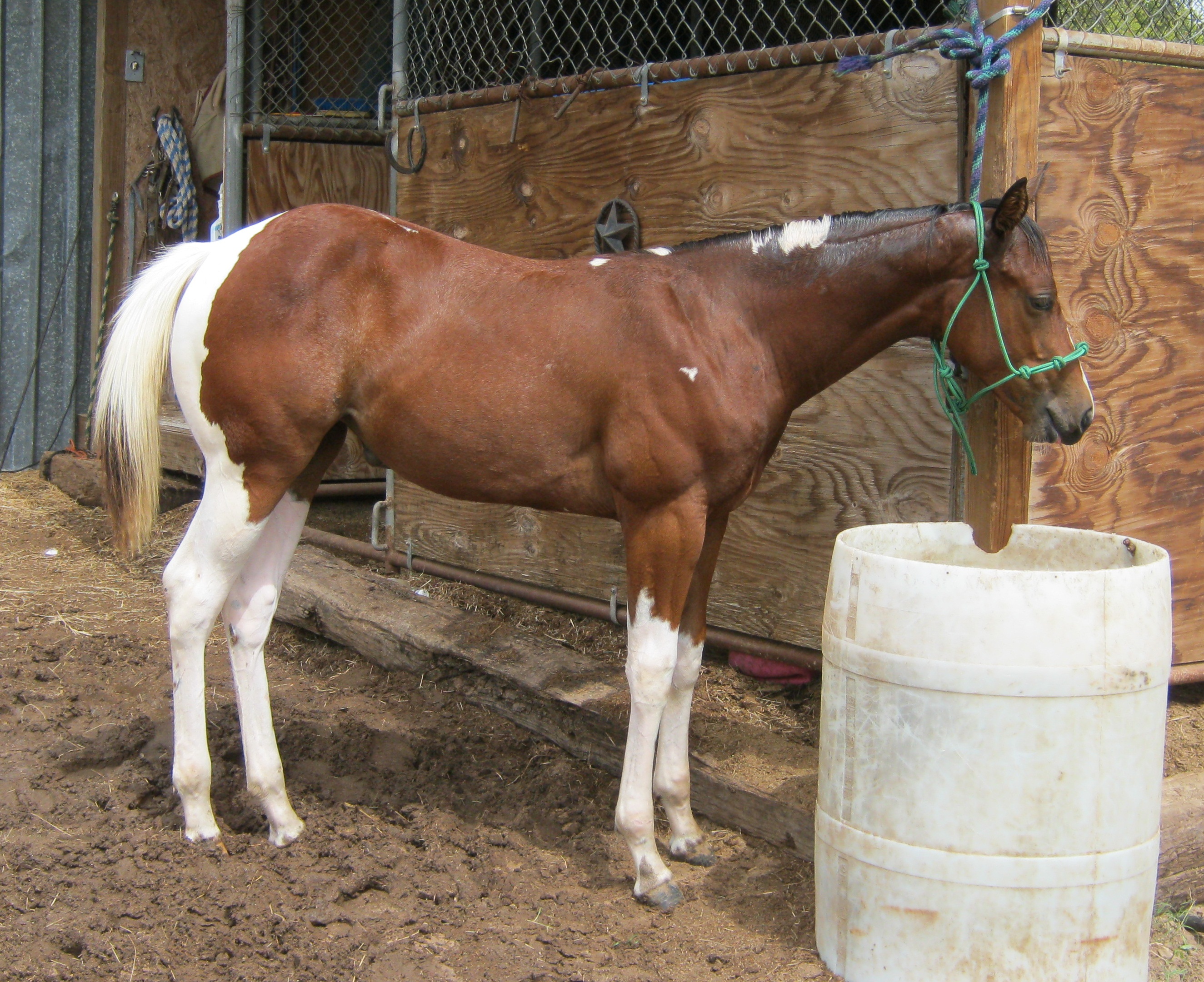 PAINTED ROCK RANCH TX Oh Im Good...AQHA 2002 Stallion