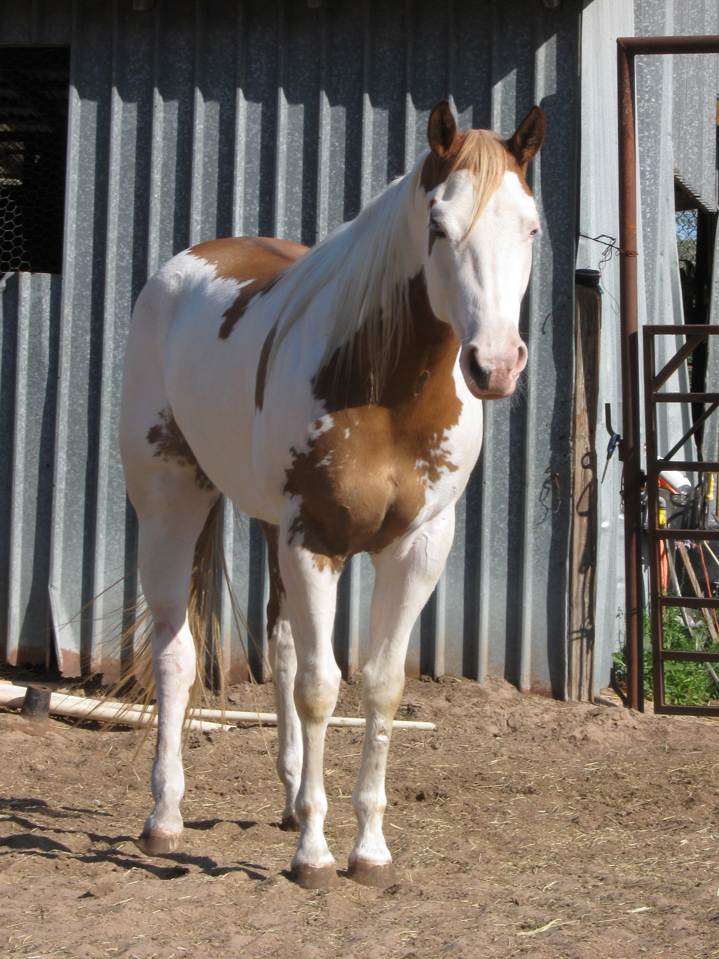 Quality APHA and AQHA Horses for Sale