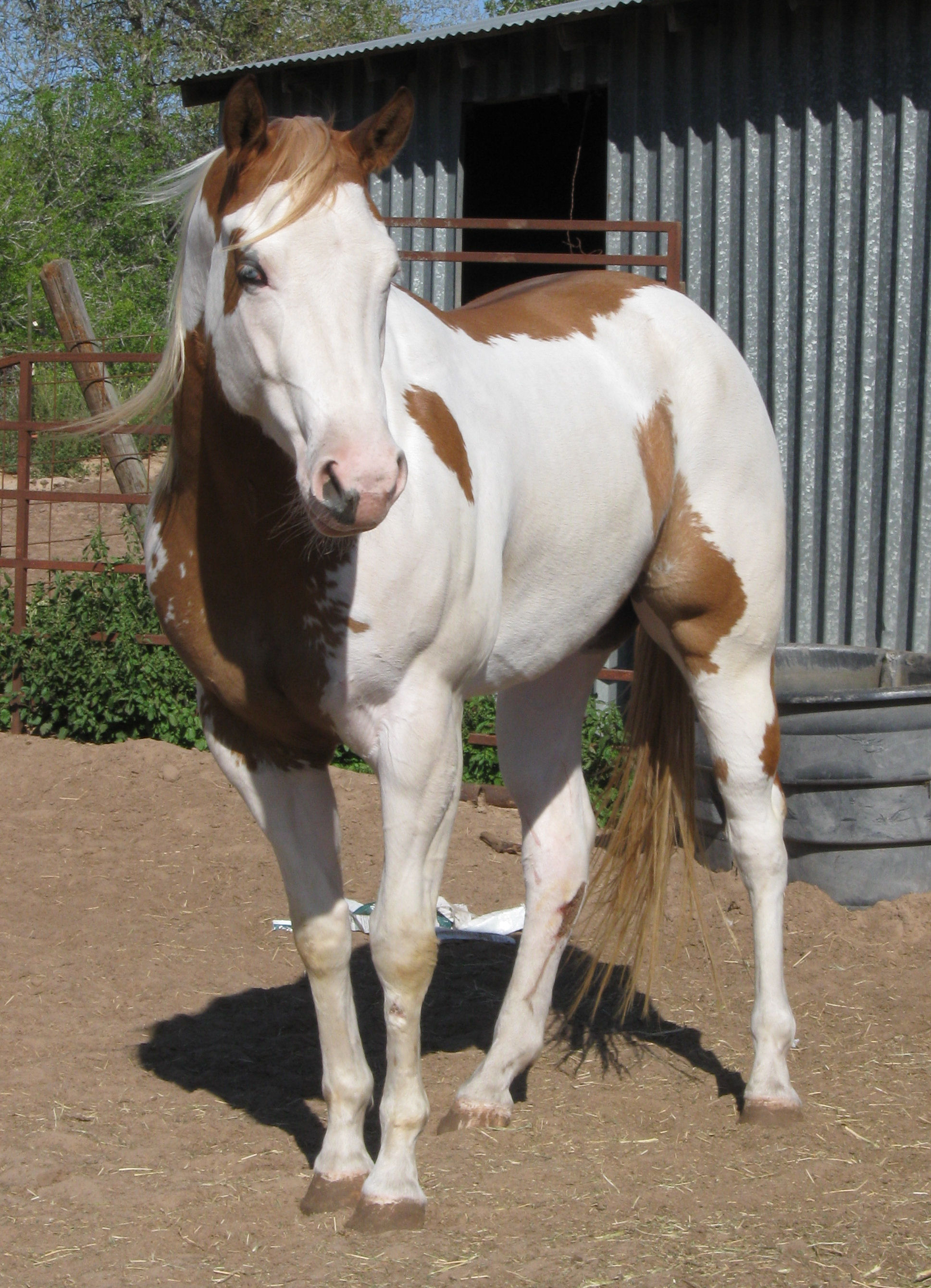 Quality APHA and AQHA Horses for Sale