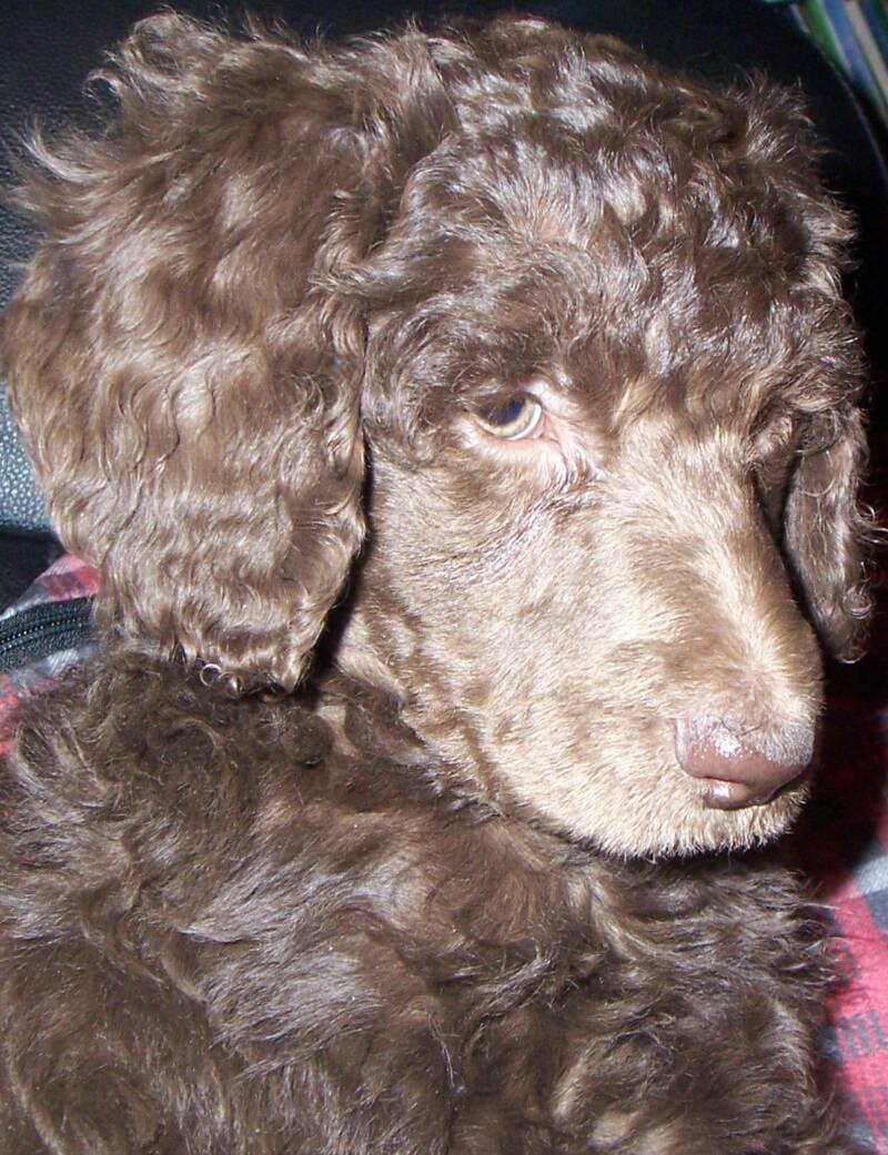 standard poodle ohio