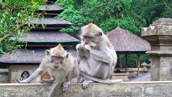 Alas Kedaton Monkey Forest Paket Ke Bali