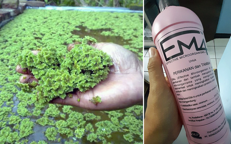 Cara Membuat Fermentasi Azolla Sebagai Pakan Ikan Tinggi Protein Pak