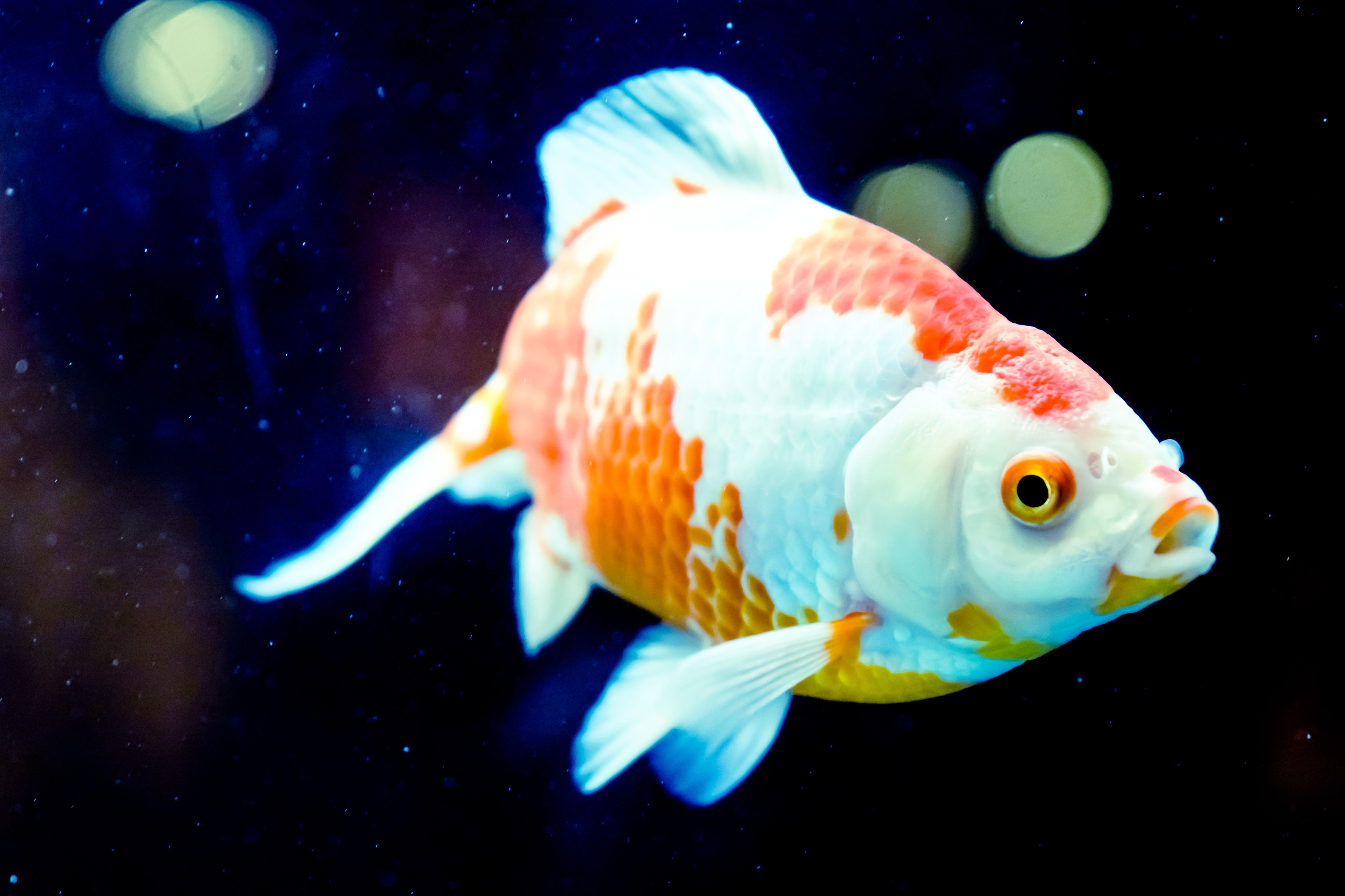華麗な金魚の無料の写真素材（フリー素材）をダウンロード ぱくたそ