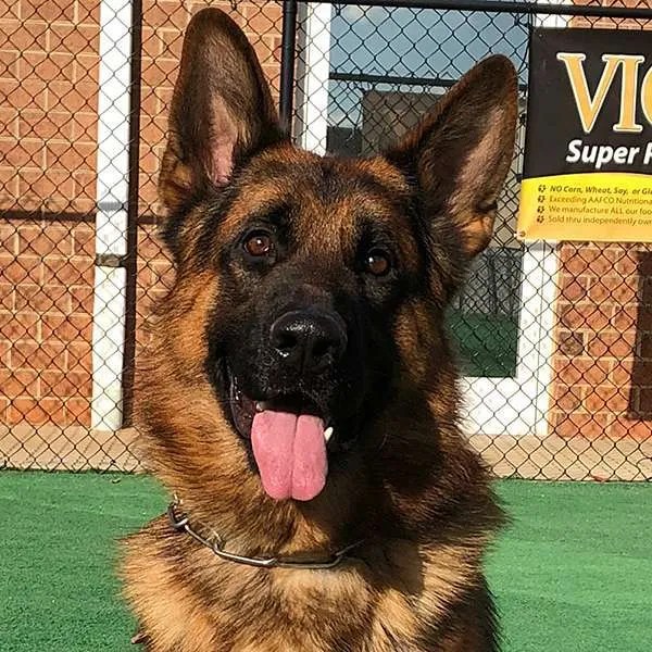 Protection Dogs For Sale Paladin Executive Protection Dogs