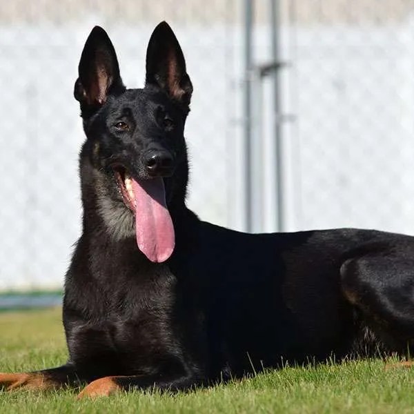 Executive Protection Dogs from Paladin K9 Paladin Executive