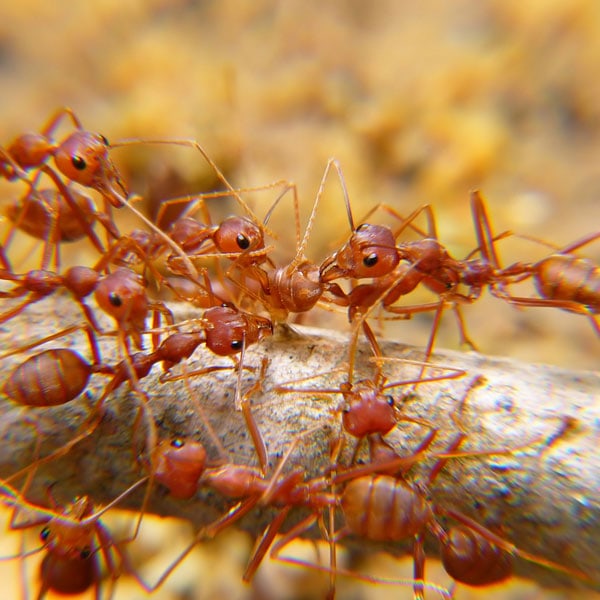 Ant Control Pest Control