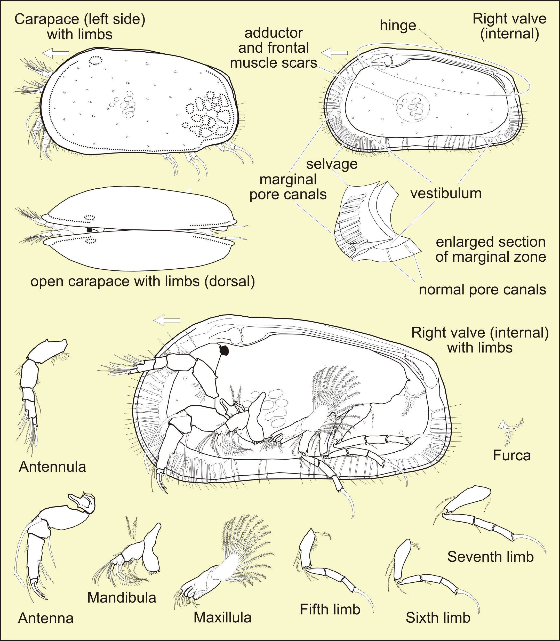 Ostracodos