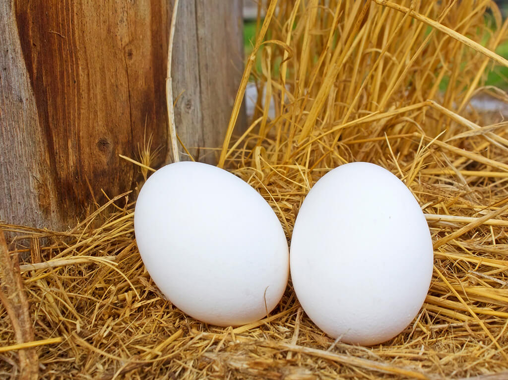 Eieren Zijn Goed Voor Je - Paleo.nl