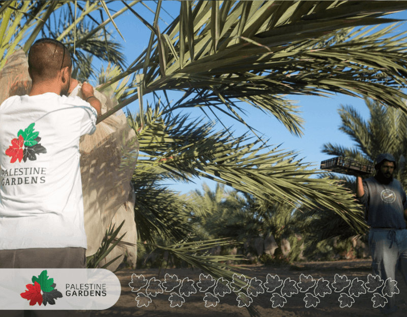 main PALESTINE GARDENS