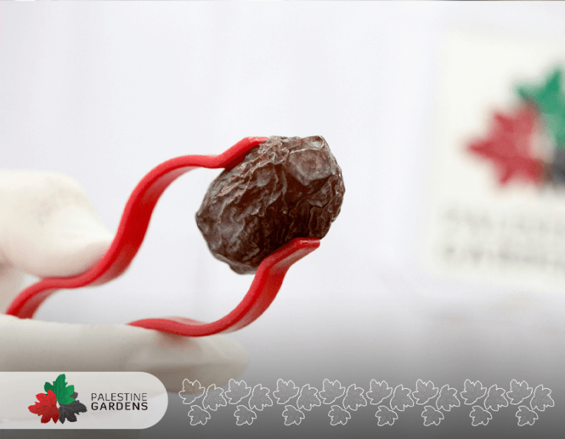 main PALESTINE GARDENS