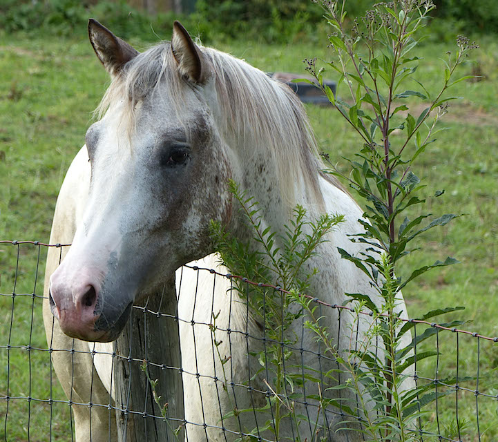 Palisades Appaloosas