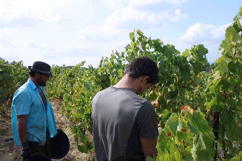 Actualités du Domaine Notre Dame des Pallières Gigondas vin