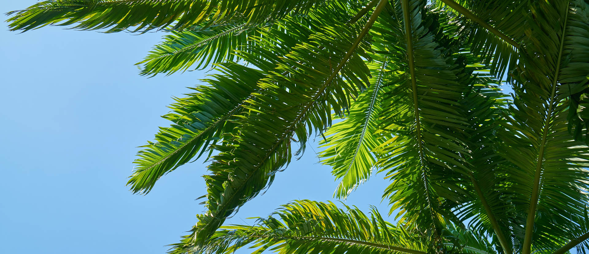 Wholesale Palm Trees, Wholesale Bamboo Palmco, Fort Myers Pine