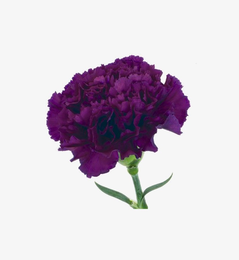 Fresh Cut Red Carnations wholesale and retal Best PRICE and QUALITY