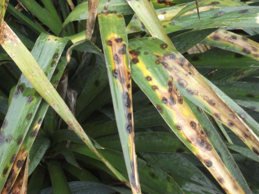 Flecken recurvifolia / Frostschäden, Krankheiten & Schädlinge