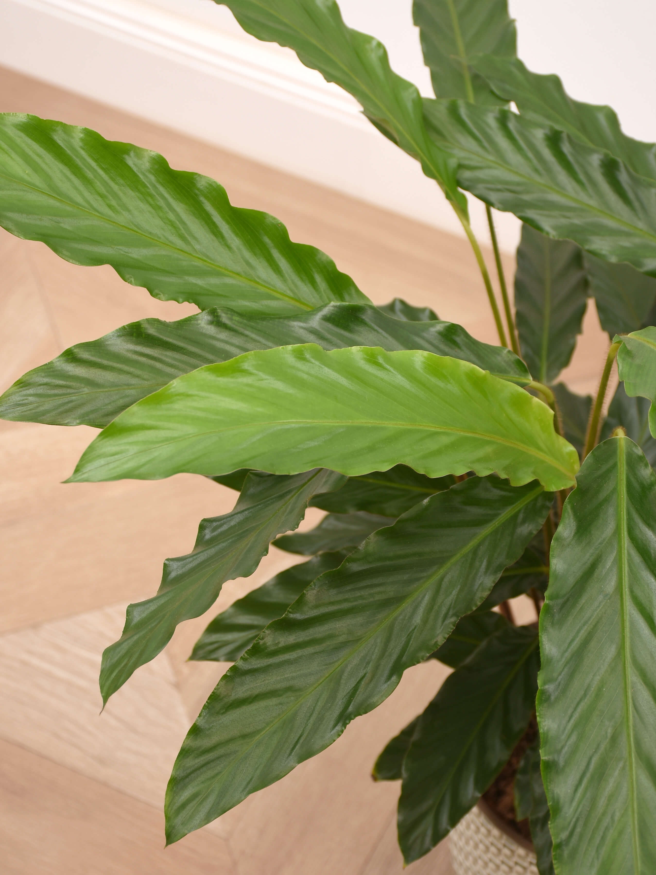 Korbmarante (Calathea) Tropistar Grünpflanzen Pflanzen