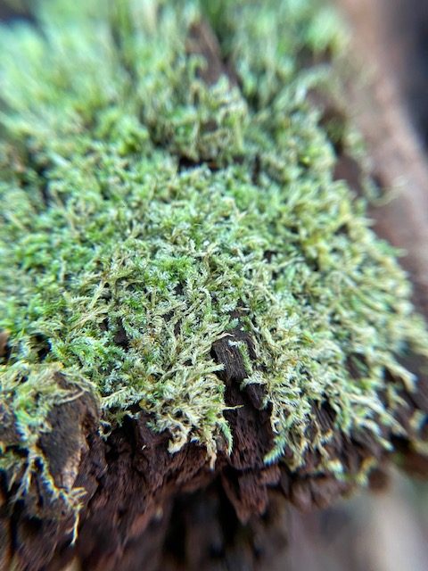 herbs growing on a tree at the park
