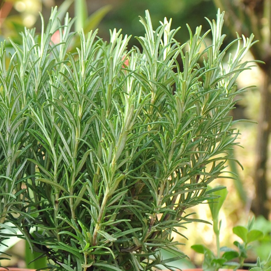 Rosemary Rosmarinus officinalis 140mm