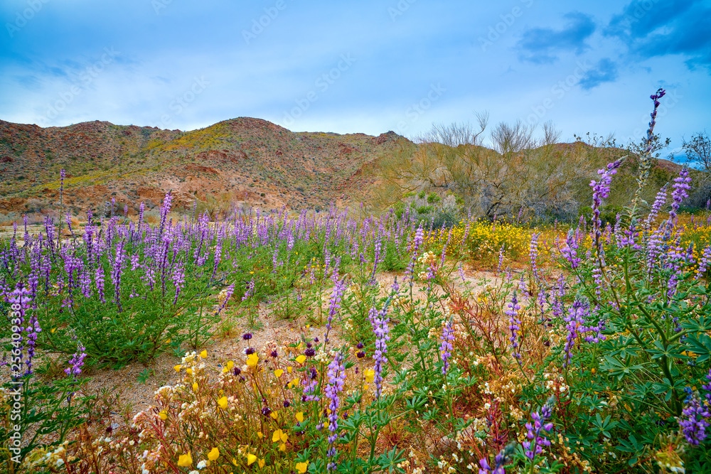 Cathedral City Demographics Palm Springs