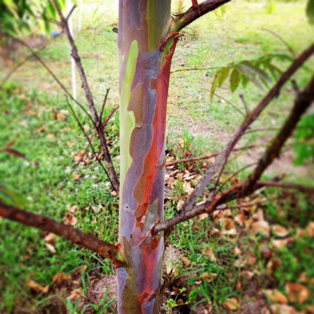 Pushing the zone with Rainbow eucalyptus TROPICAL LOOKING PLANTS