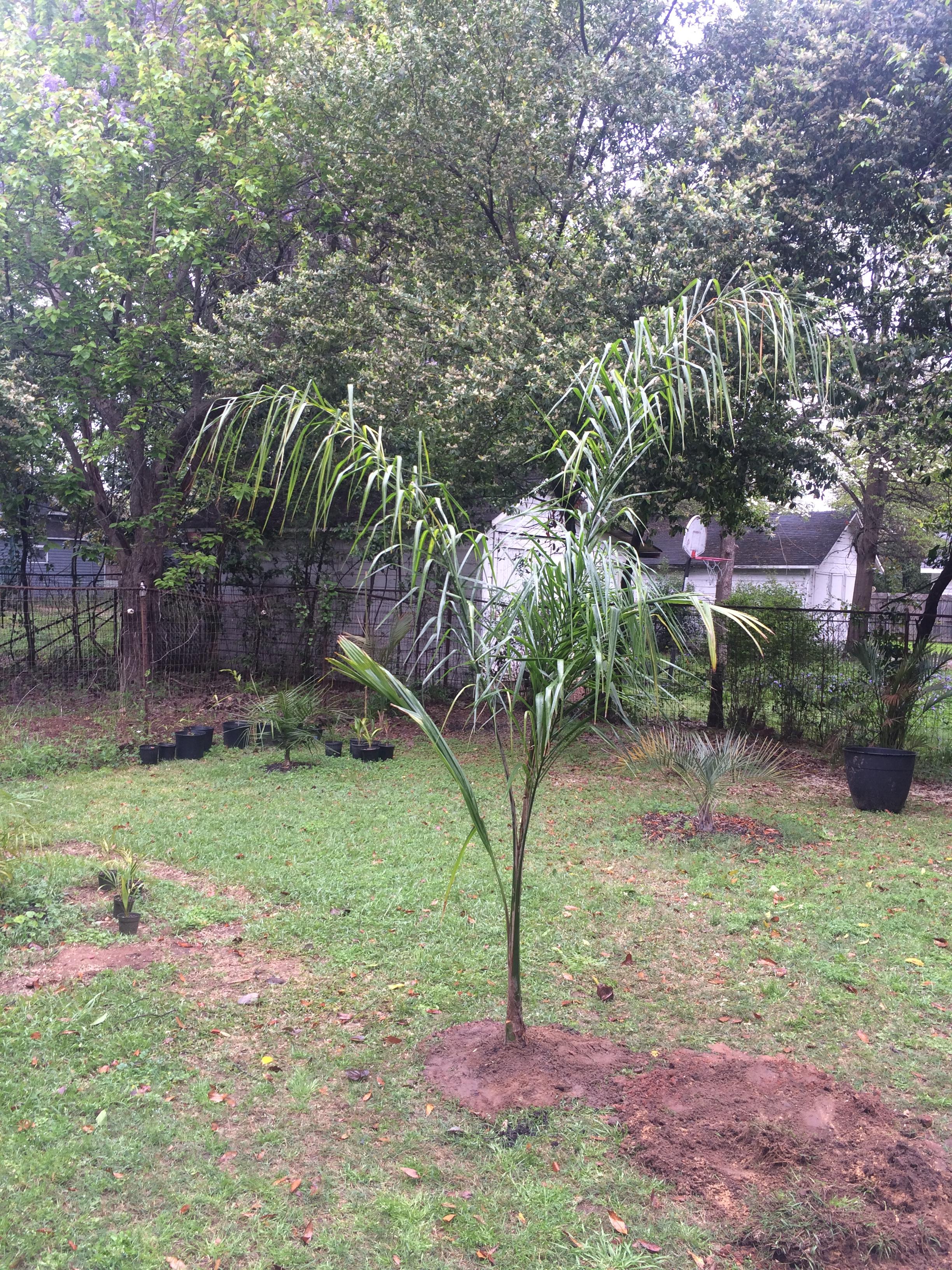 Syagrus Romanzoffiana in Zone 8b Montgomery DISCUSSING PALM TREES