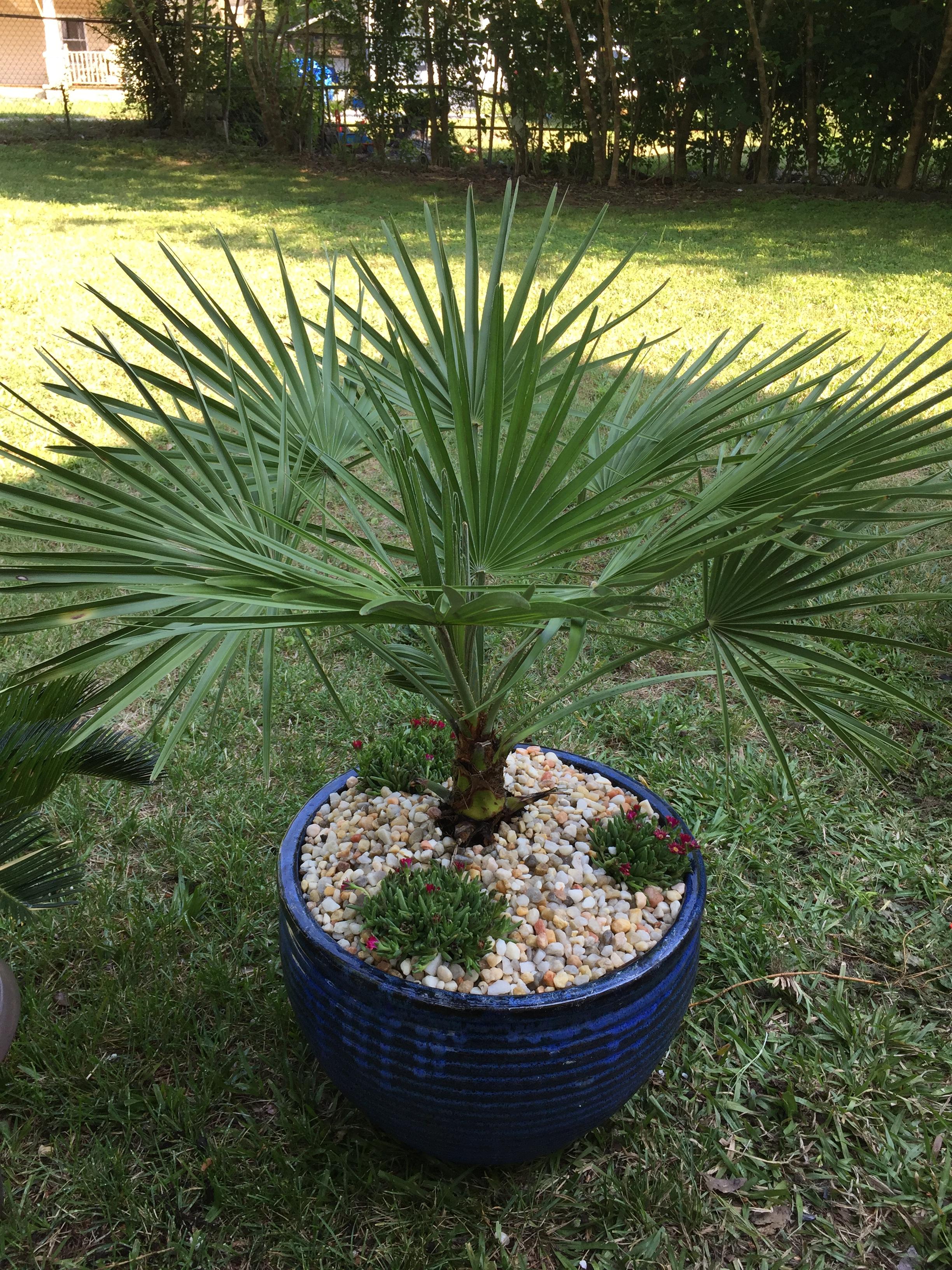 Some of my palms in pots PALMS IN POTS PalmTalk