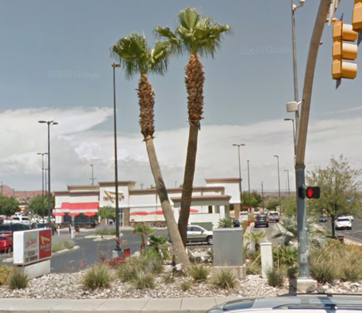 In N Out palms DISCUSSING PALM TREES WORLDWIDE PalmTalk