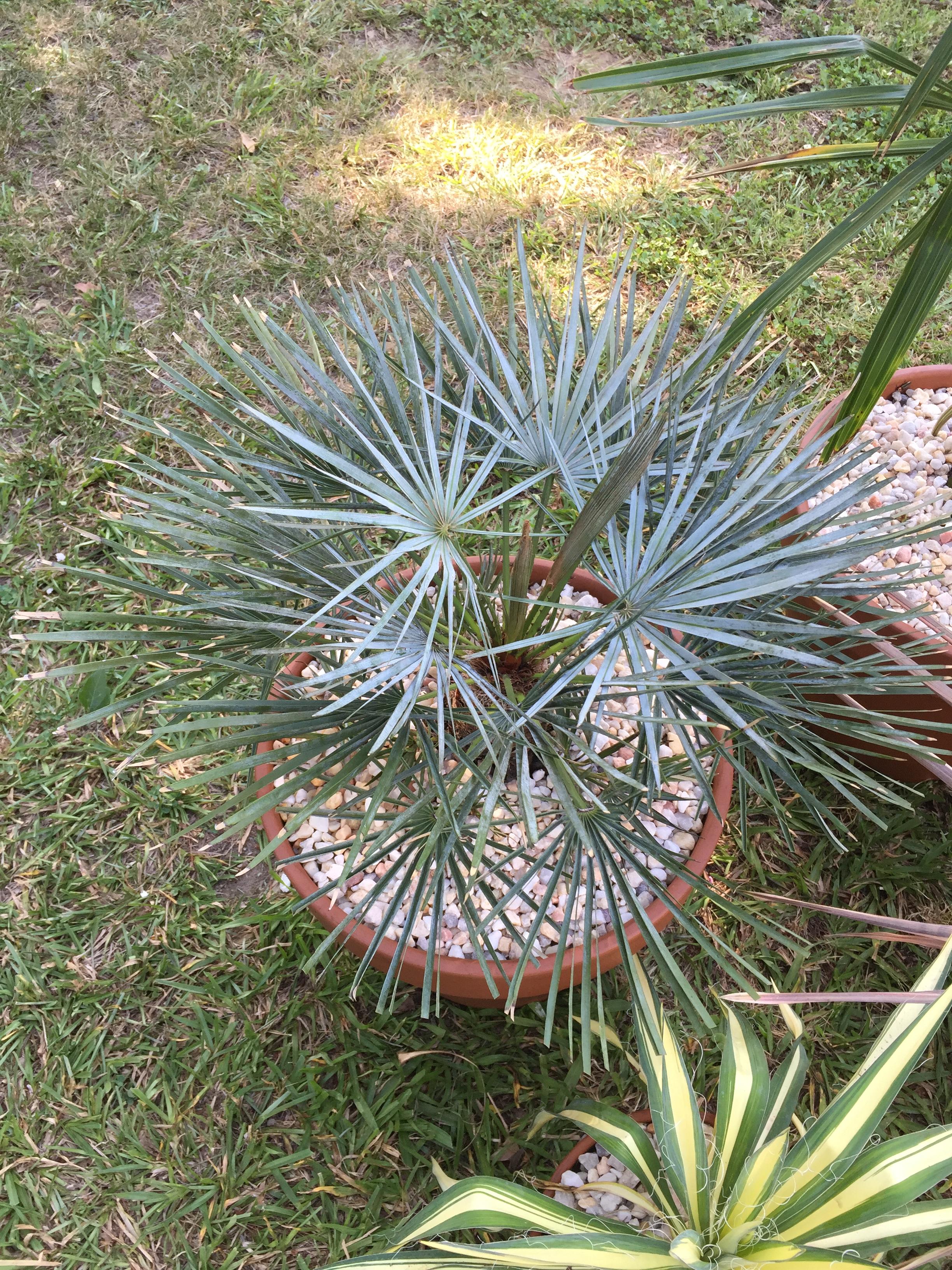 Some of my palms in pots PALMS IN POTS PalmTalk