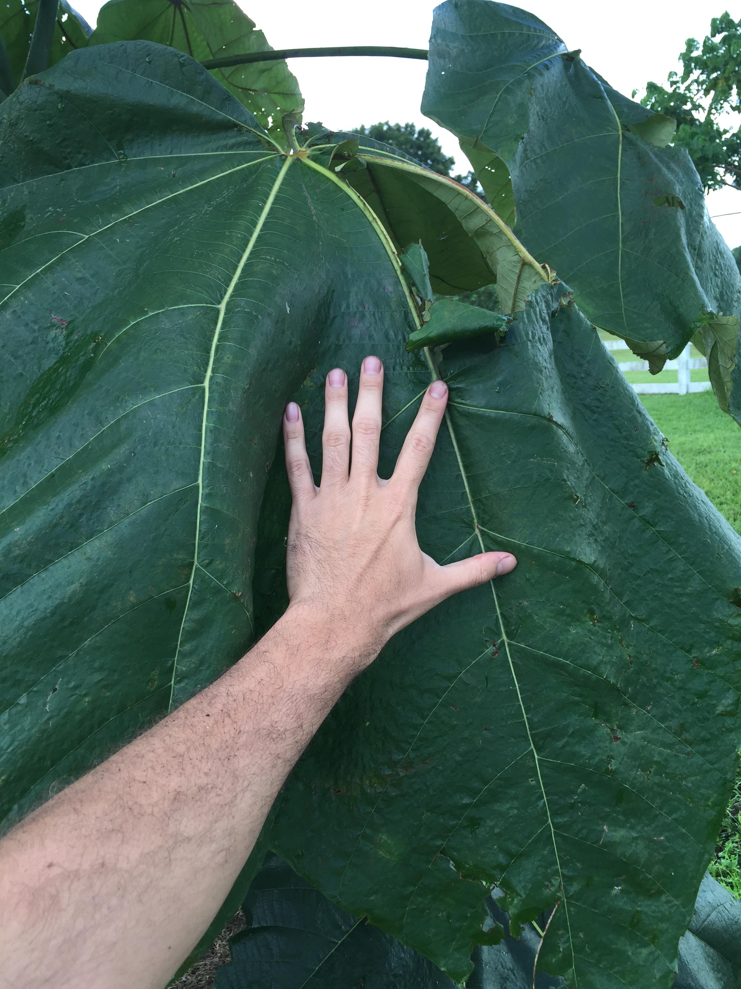 Big Balsa Leaves TROPICAL LOOKING PLANTS Other Than Palms PalmTalk