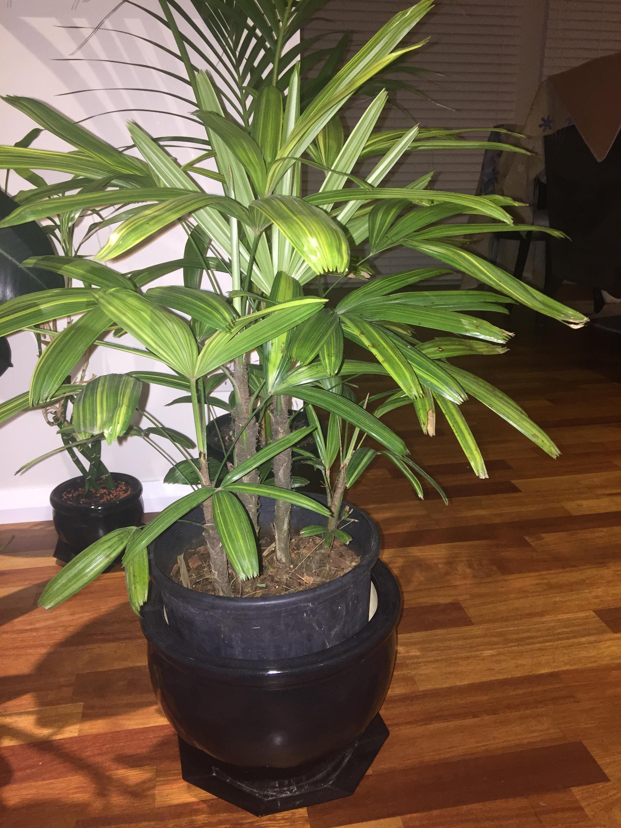 My Own Palms in pot PALMS IN POTS PalmTalk