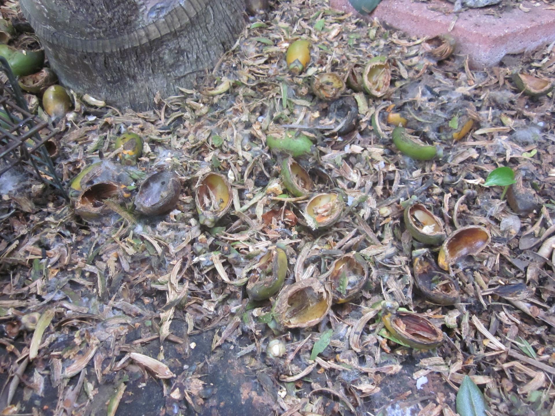 When Rats Attack !! DISCUSSING PALM TREES WORLDWIDE PalmTalk