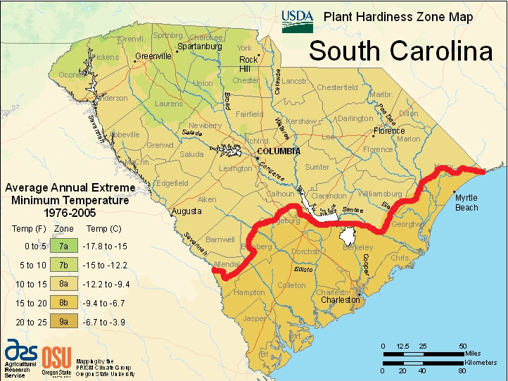 Green Sea South Carolina Map Phoenix dactylifera Hardiness? COLD HARDY PALMS PalmTalk
