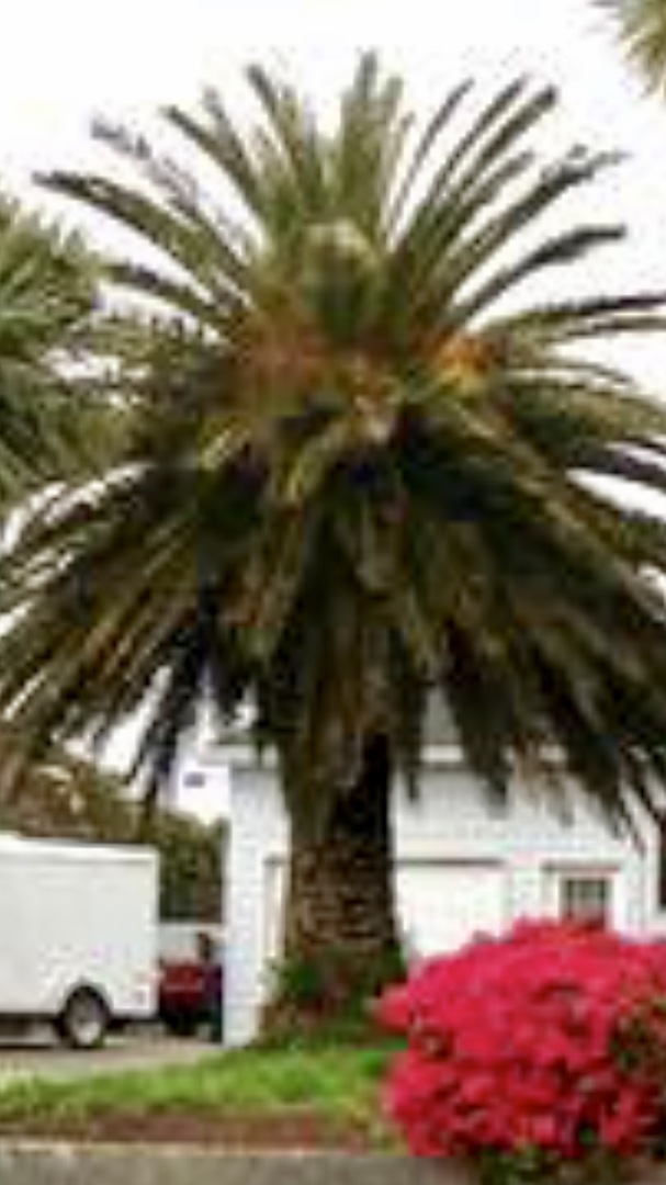 Oregon Palms? DISCUSSING PALM TREES WORLDWIDE PalmTalk