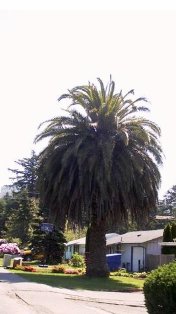 Oregon Palms? DISCUSSING PALM TREES WORLDWIDE PalmTalk