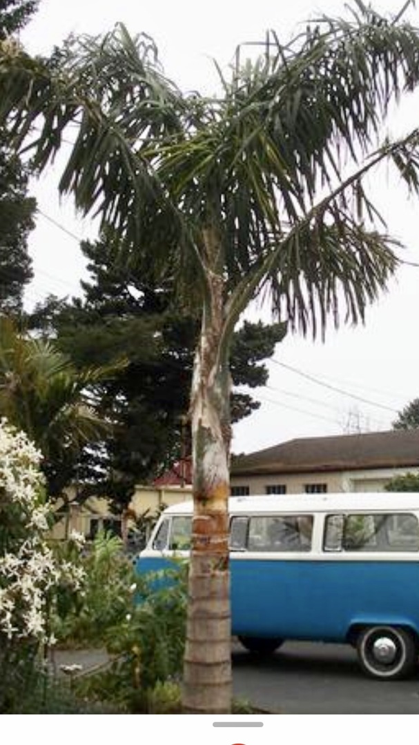 Oregon Palms? DISCUSSING PALM TREES WORLDWIDE PalmTalk