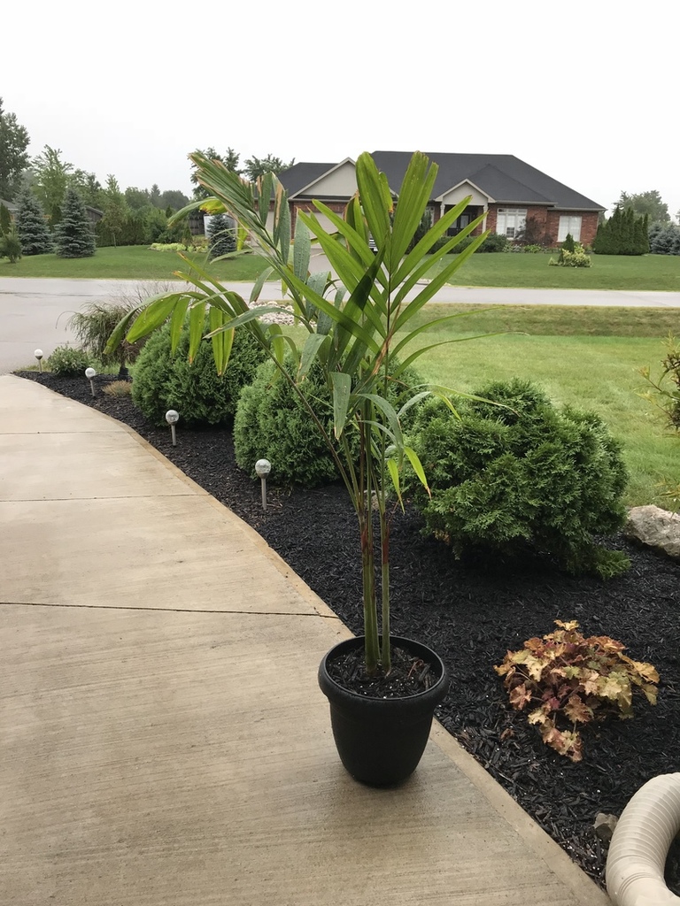 Adonidia help PALMS IN POTS PalmTalk