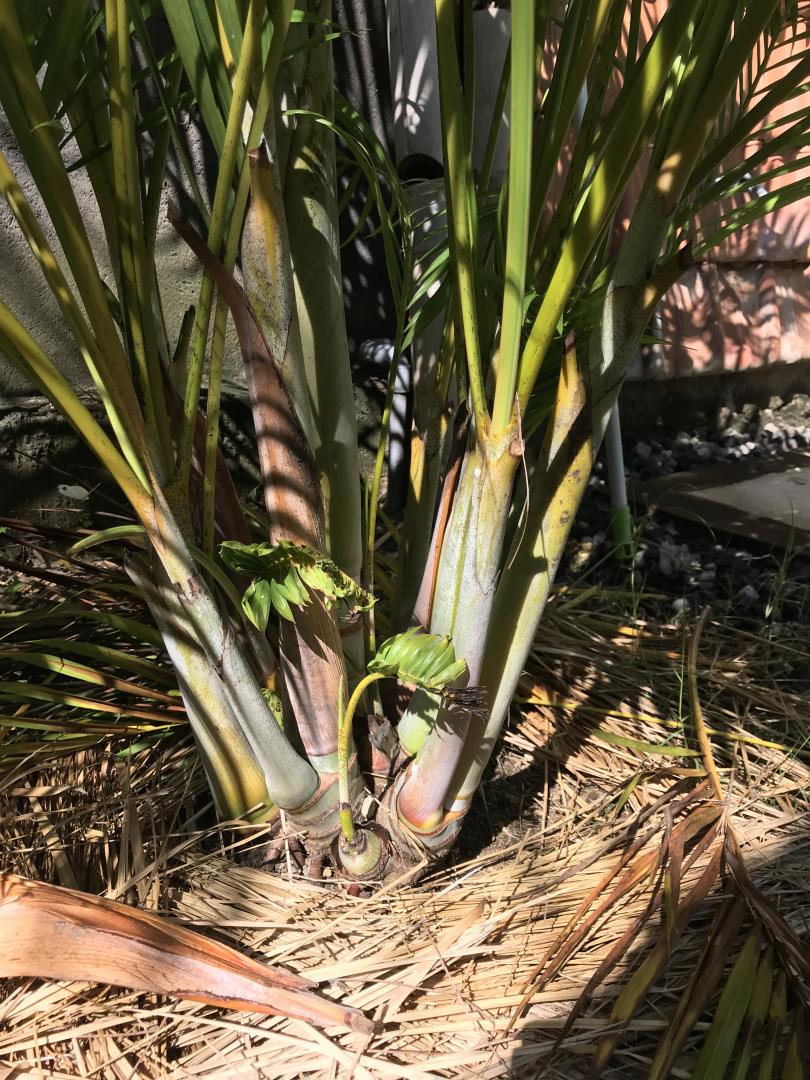 Encouraging vertical growth in butterfly palms DISCUSSING PALM TREES