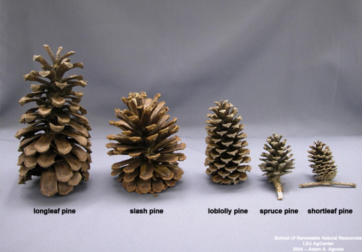 Longleaf pine/loblolly pine/slash pine Palms/Plants/Seeds Wanted