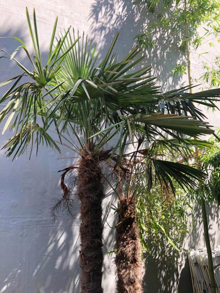 Palms in New York City DISCUSSING PALM TREES WORLDWIDE PalmTalk