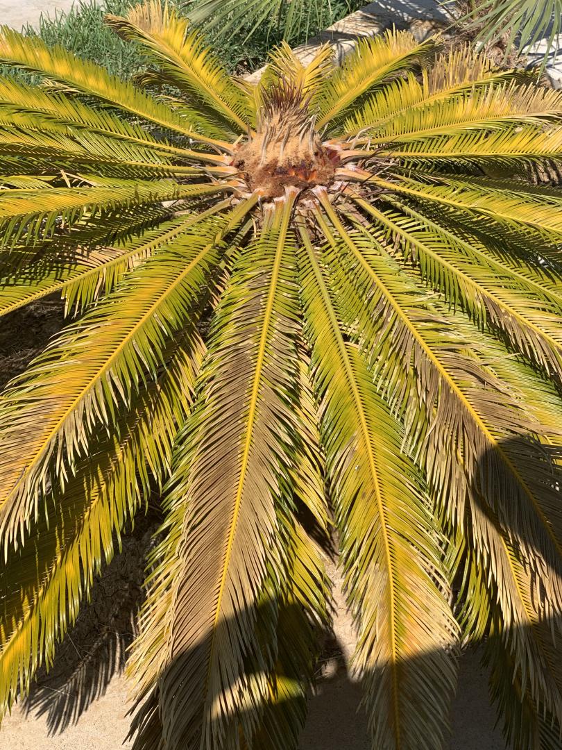 Sago palm all leafs drooping. TROPICAL LOOKING PLANTS Other Than