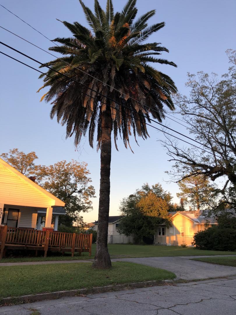 where in should I not live for palms? DISCUSSING PALM TREES