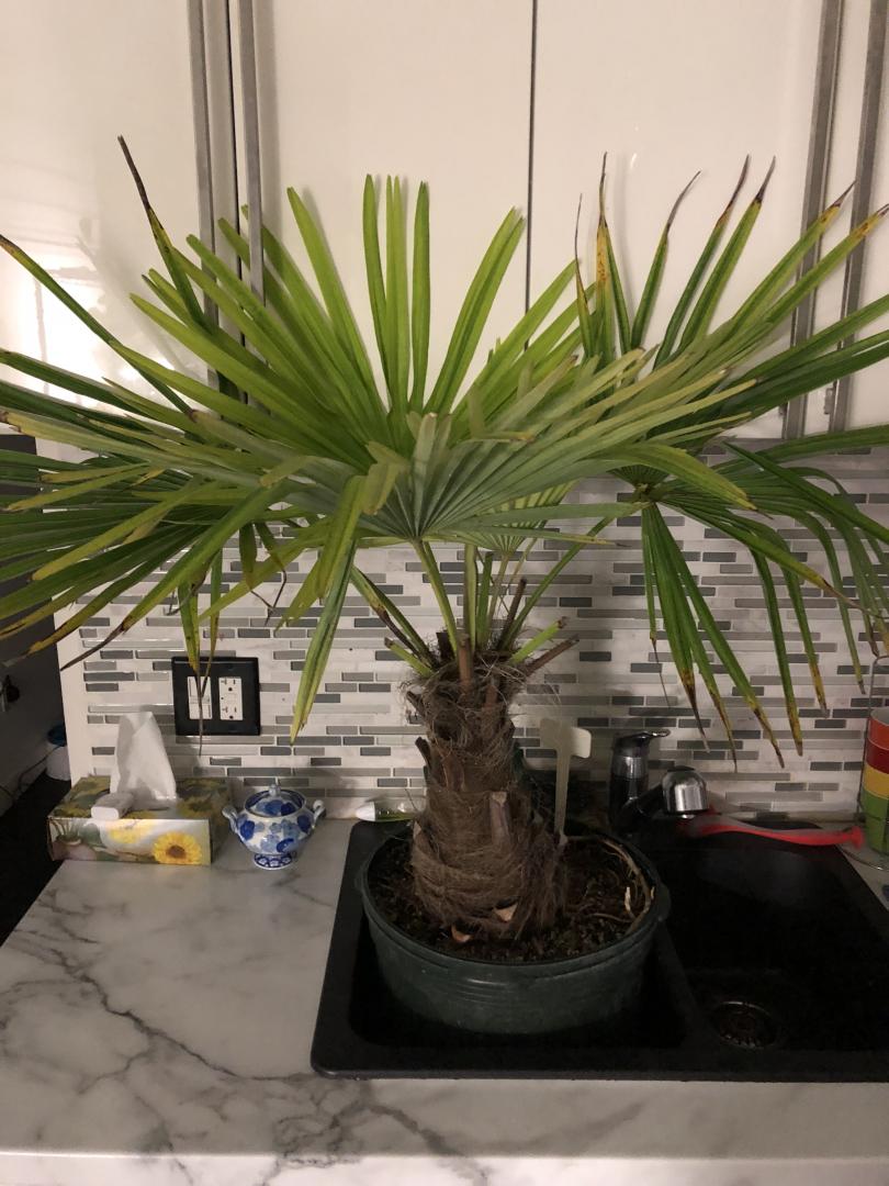 Nova Scotia Palms COLD HARDY PALMS PalmTalk