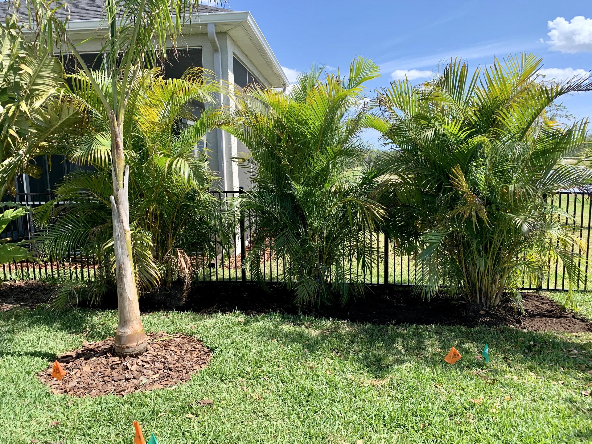 What kind of rock would you put here? DISCUSSING PALM TREES WORLDWIDE