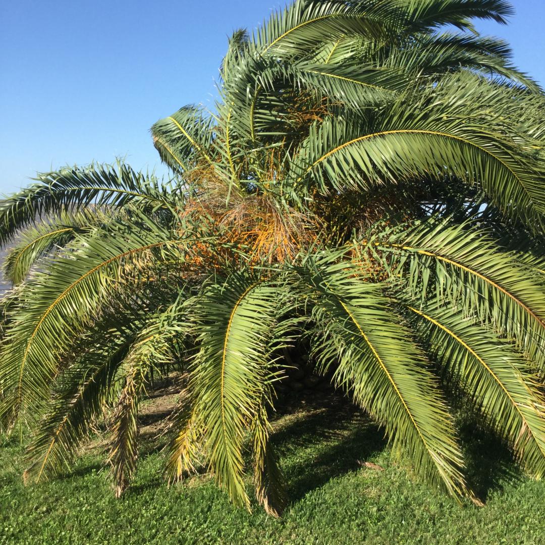 Pricked By Palm Tree Thorn palmtree