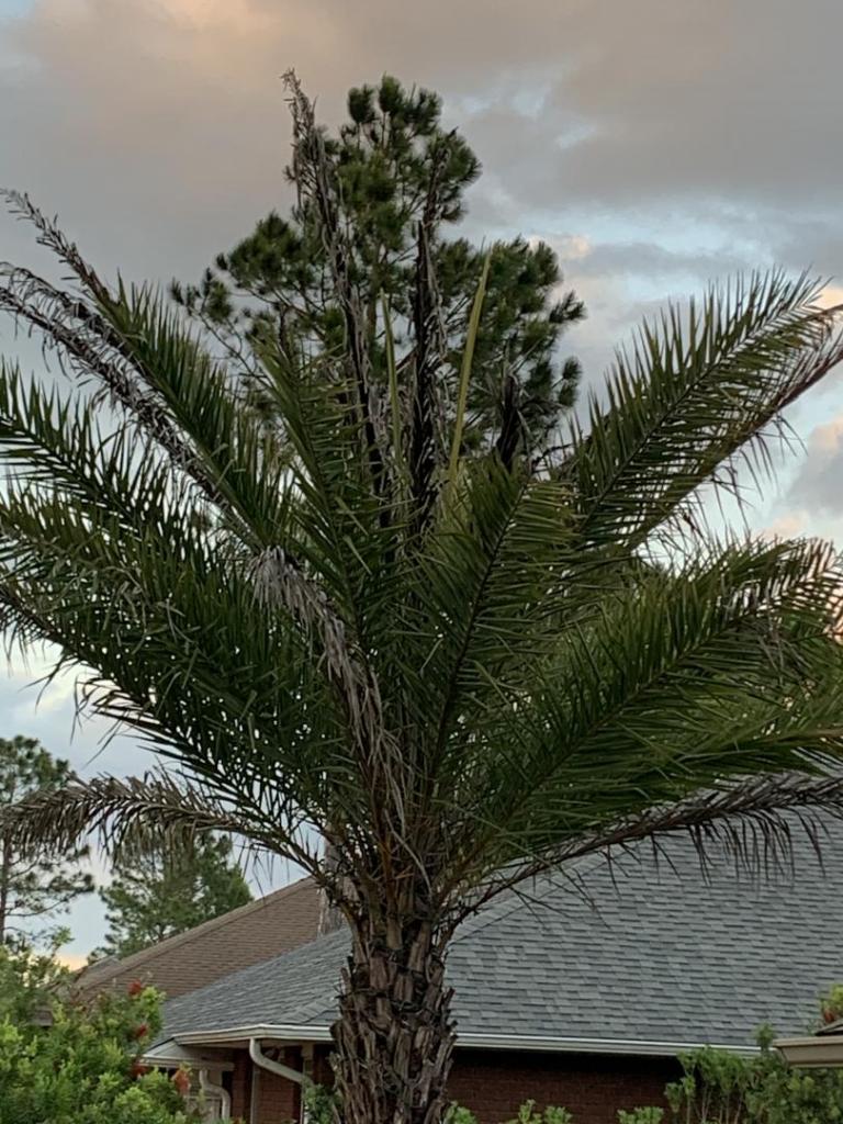 Sylvester Palm not recuperating DISCUSSING PALM TREES WORLDWIDE