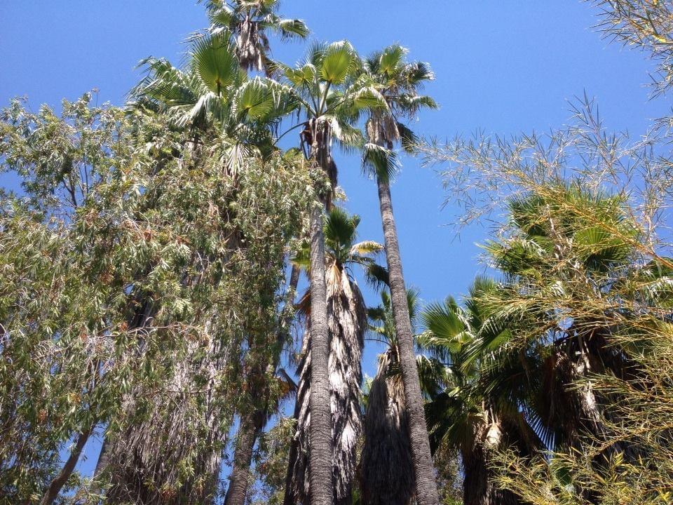 Palms affected by fires in CA DISCUSSING PALM TREES WORLDWIDE PalmTalk