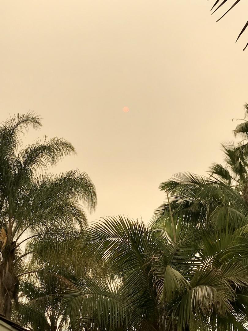 Palms affected by fires in CA DISCUSSING PALM TREES WORLDWIDE PalmTalk