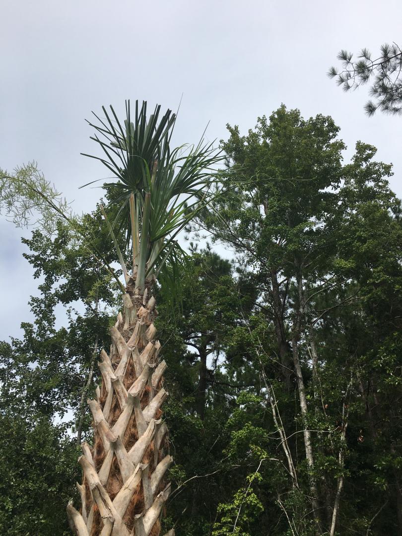 Help! What is this growing on my Palm Tree? DISCUSSING PALM TREES